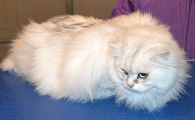 Mia is a Tiffany x Burmilla. She had her fur shaved, nails clipped and ears and eyes cleaned. Pampered by Kylies Cat Grooming Services Also All Size Dogs.