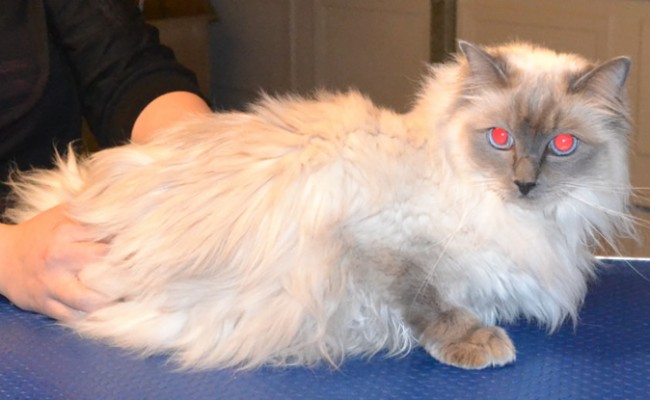 Pixi is a Ragdoll. She had her matted fur shaved from underneth her, a comb clip all over, nails clipped, ears cleaned, her fur raked, and a wash n blow-dry.  Pampered by Kylies Cat Grooming Services Also All Size Dogs.