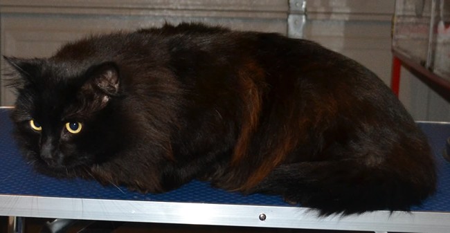 Sporky is a Long hair Domestic who had his fur comb clip, nails clipped, eyes and ears cleaned, 1 month Flea Applicator treatment and a wash n blow-dry.  Pampered by Kylies Cat Grooming services Also All Size Dogs.