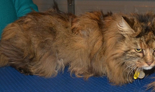 Skye is a 16 yr old Long hair moggy who has a Overactive Thyroid, she had her very bad matted fur clipped off, nails clipped, ears and eyes cleaned and a wash n blow-dry.  Pampered by Kylies Cat Grooming Services Also All Size Dogs.