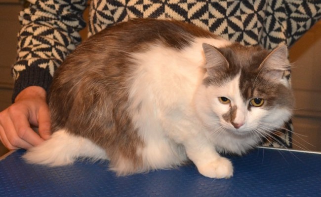 Roger is a medium hair domestic. He had his fur shaved, nails clipped, wash n blow-dry and Front Softpaws nail caps. Pampered by Kylies cat Grooming services Also All Size Dogs.