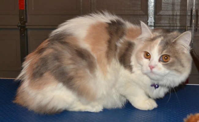 Bella is a 8 month old Persian X.  She had her fur shaved, nails clipped, eyes and ears cleaned, wash n blow dry and Baby Pink Softpaw nail caps.  Pampered by Kylies Cat Grooming Services Also All Size Dogs.
