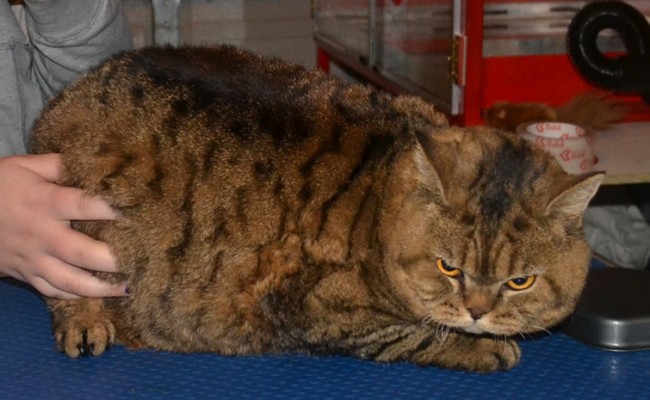 Tullulah is a Selkirk Rex. She had her big fur rake, nails clipped and wash n blow-dry. Look at all that hair i got out. Pampered by Kylies cat grooming services Also All Size Dogs.