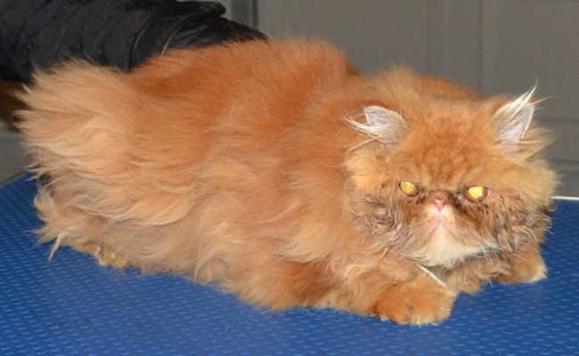 Pasha is a 8mth old Persian who had his matted fur shaved off, nails clipped, eyes and ears cleaned and a wash n blow dry.  Pampered by Kylies Cat Grooming services Also All Size Dogs.