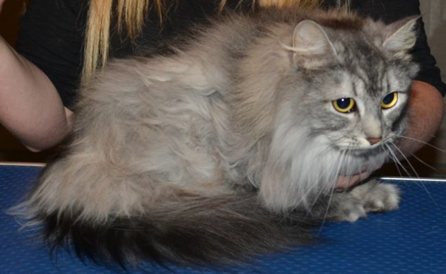 Coco is a Chinchilla X.  She had her fur shaved, nails clipped and Front Hot Pink Softpaw nails Caps. Pampered By Kylies cat Grooming services Also All Size Dogs.
