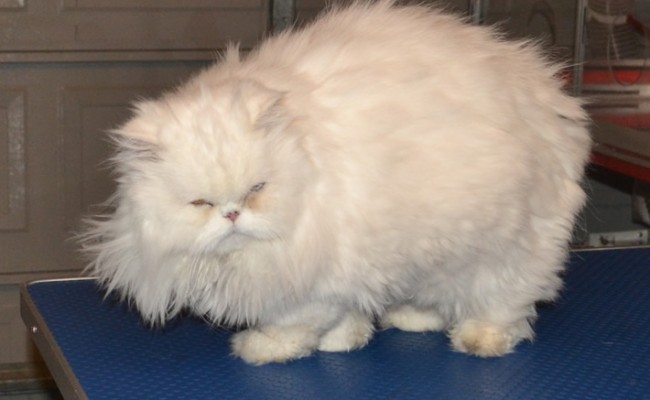 Miss B is Persian who has come all the way from Abu Dhabi.  She had her fur shaved down, nails clipped, ears and eyes cleaned, wash n blow dry and a full set of Purple Glitter Softpaw Nail Caps.  Pampered by Kylies Cat Grooming Services Also All Size Dogs