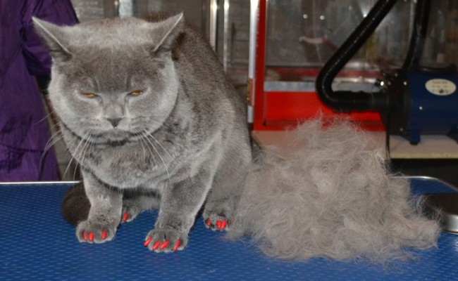 After – Chancho is a 8 month old British Short hair.  He had his fur raked, nails clipped, wash n blow dry and full set of red Softpaw nail Caps.  Pampered by Kylies cat grooming Services Also All Size Dogs