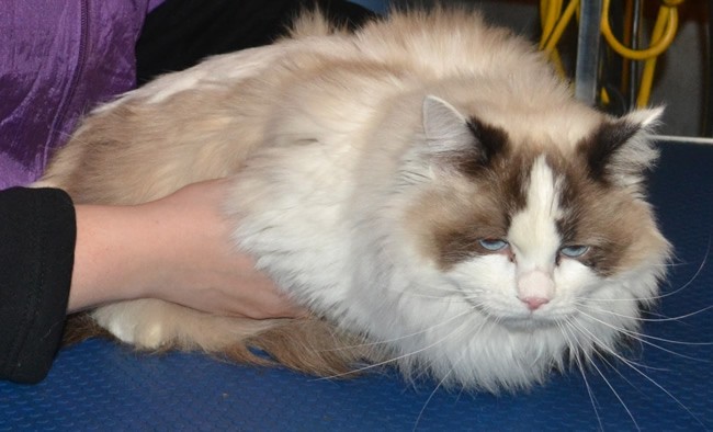 Abi is a Ragdoll who had her matted fur shaved off, nails clipped, ears and eyes cleaned, wash n blow dry and a full set of Baby Pink SoftPaw nail caps. Pampered by Kylies Cat Grooming services Also All Size Dogs.