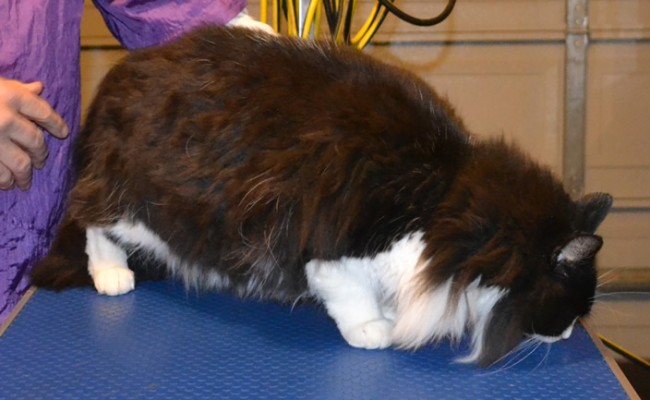 Boots is a Medium Hair Domestic. She came in this morning for her matted fur shaved, nails clipped, ears and eyes cleaned, wash n blow dry and some Neon Yellow SoftPaw nail caps. Pampered by Kylies Cat Grooming Services Also All Size Dogs.