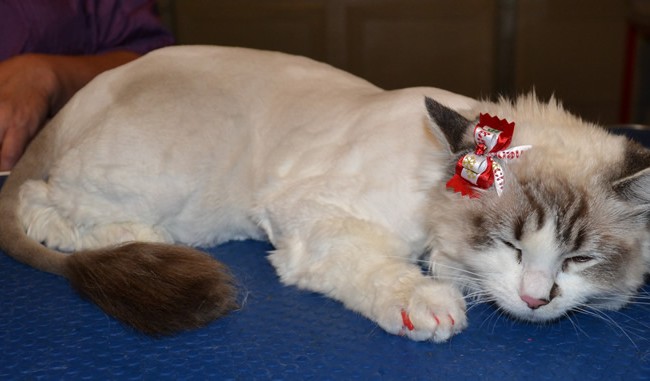 17th November 2013 –  Khalessi the Ragdoll came in this time for a Full Groom. This time she had her fur shaved. She had hr nails clipped, ears cleaned, wash n blow dry and Red Softpaw nail Caps. Pampered by Kylies Cat Grooming Services Also All Size Dogs.