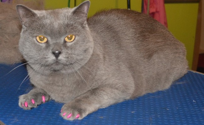 Skye is a British Blue Short hair breed, she had her fur raked, nails clipped, ears cleaned and is wearing a full set of Pink Softpaw nails Caps.  Pampered by Kylies Cat Grooming Services Also All Size Dogs.