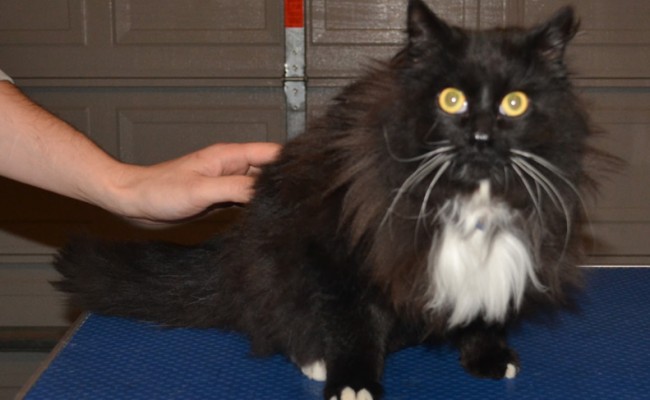 Ribbon is a Ragdoll X breed. He had his matted fur shaved off, nails clipped, wash n blow-dry and a full set of Blue Softpaw nail caps.  Pampered by Kylies Cat Grooming Services Also All Size Dogs.