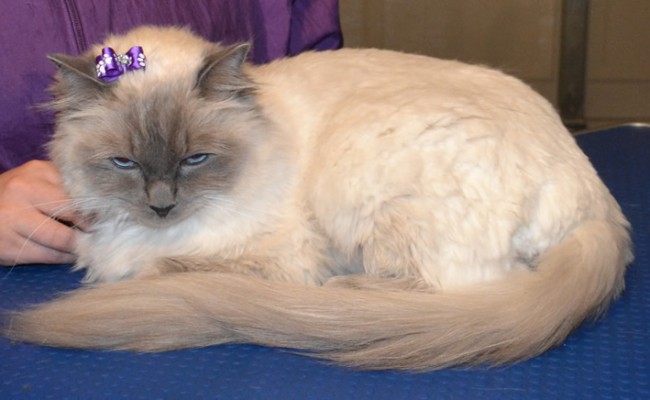 Pixi is a Ragdoll. She had her matted fur shaved from underneth her, a comb clip all over, nails clipped, ears cleaned, her fur raked, and a wash n blow-dry.  Pampered by Kylies Cat Grooming Services Also All Size Dogs.