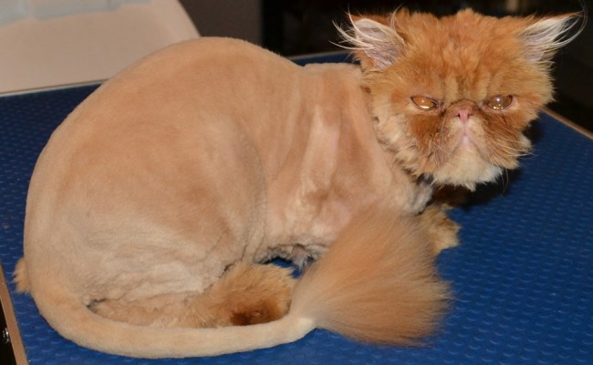 Pasha is a 8mth old Persian who had his matted fur shaved off, nails clipped, eyes and ears cleaned and a wash n blow dry.  Pampered by Kylies Cat Grooming services Also All Size Dogs.