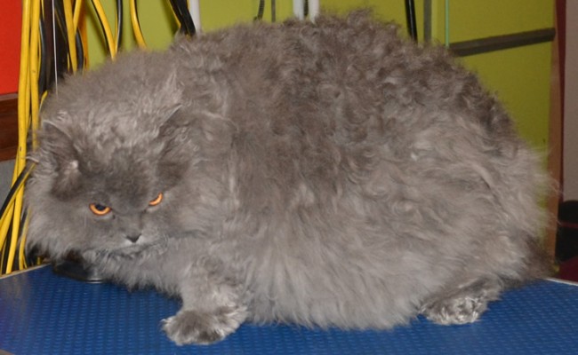 Yoda is a Selkirk Rex. He had his very thick fur shaved down, nails clipped, a wash n blow-dry and Blue Softpaw nail caps.  Pampered by Kylies cat Grooming services Also All Size Dogs.