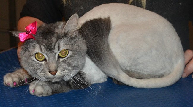 Coco is a Chinchilla X.  She had her fur shaved, nails clipped and Front Hot Pink Softpaw nails Caps. Pampered By Kylies cat Grooming services Also All Size Dogs.