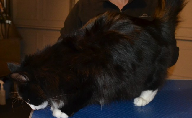 Before – Smeagol is Long Hair Domestic. He had his fur raked, nails clipped, wash n blow dry and Green Softpaw Nail Caps. Pampered by Kylies Cat Grooming Services Also All Size Dogs.