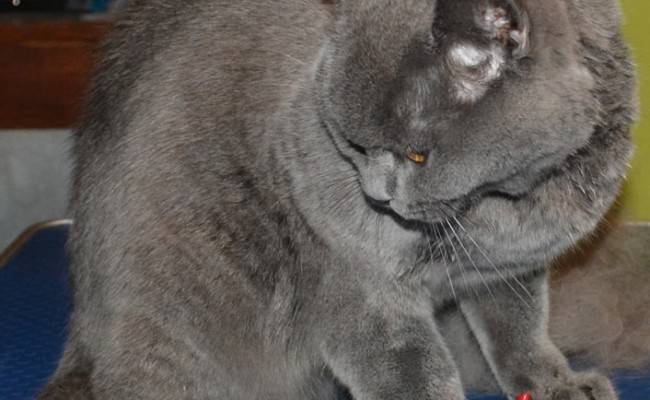 After – Chancho is a 8 month old British Short hair.  He had his fur raked, nails clipped, wash n blow dry and full set of red Softpaw nail Caps.  Pampered by Kylies cat grooming Services Also All Size Dogs