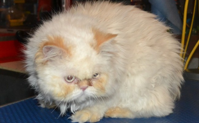 Haddie is a 8 month old kitten, who had a little matting that we shaved off, nails clipped, wash n blowdry, eyes cleaned and is wearing Glitter Pink Softpaw Nail Caps.  Pampered by Kylies Cat Grooming Services Also All Size Dogs.