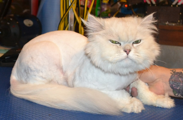 Snowball is a Chinchilla. He had his matted fur shaved off, nails clipped, ears cleaned and a wash n blow dry. Pampered by Kylies Cat Grooming Also All Size Dogs.