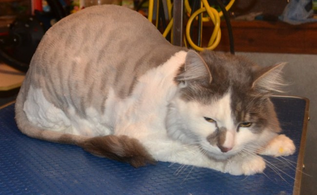 Roger is a medium hair domestic. He had his fur shaved, nails clipped, wash n blow-dry and Front Softpaws nail caps. Pampered by Kylies cat Grooming services Also All Size Dogs.
