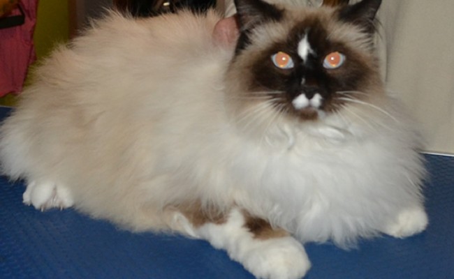 Chloe is a Ragdoll who had her fur shaved, nails clipped and a wash n blow-dry.  Pampered by Kylies Cat Grooming Services Also All Size Dogs.