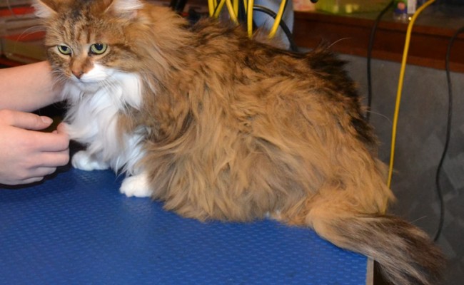 Pollie is a Norweigan x Domestic. She had her matted fur shaved off, nails clipped and front Orange Softpaw nail Caps put on. Pampered by Kylies Cat Grooming Also All Size Dogs.