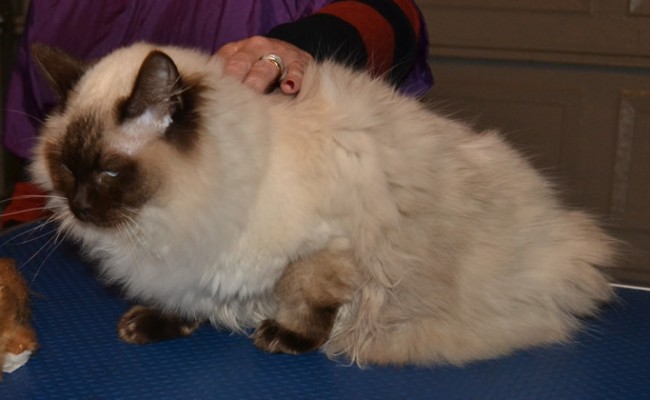 Before – Monty is a 10 month old Ragdoll. He had his fur raked, nails clipped, ears and eyes cleaned and a wash n blow-dry.  Pampered by Kylies Cat Grooming Services Also All Size Dogs.