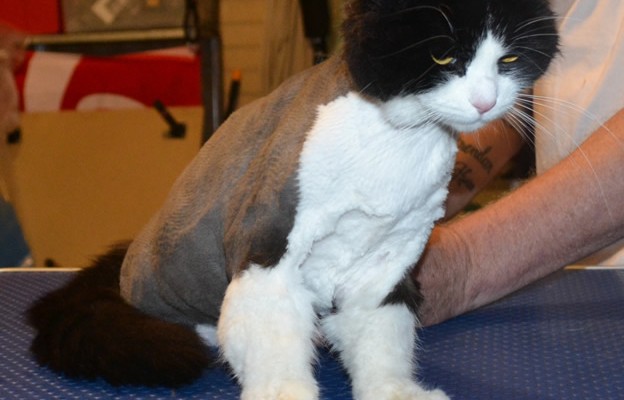 Boots is a Medium Hair Domestic. She came in this morning for her matted fur shaved, nails clipped, ears and eyes cleaned, wash n blow dry and some Neon Yellow SoftPaw nail caps. Pampered by Kylies Cat Grooming Services Also All Size Dogs.