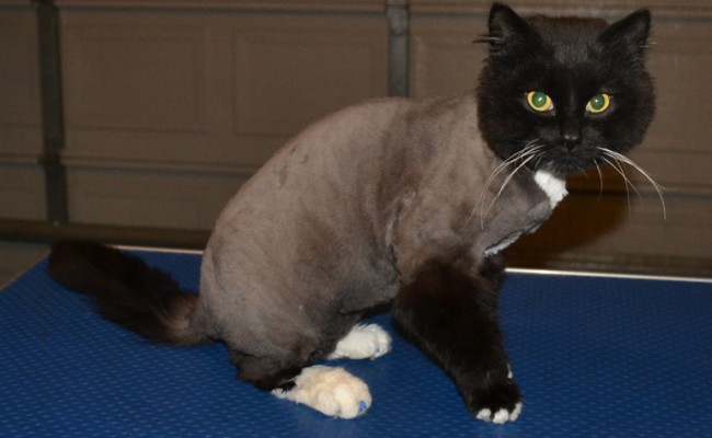 Ribbon is a Ragdoll X breed. He had his matted fur shaved off, nails clipped, wash n blow-dry and a full set of Blue Softpaw nail caps.  Pampered by Kylies Cat Grooming Services Also All Size Dogs.