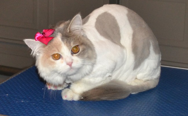 Bella is a 8 month old Persian X.  She had her fur shaved, nails clipped, eyes and ears cleaned, wash n blow dry and Baby Pink Softpaw nail caps.  Pampered by Kylies Cat Grooming Services Also All Size Dogs.