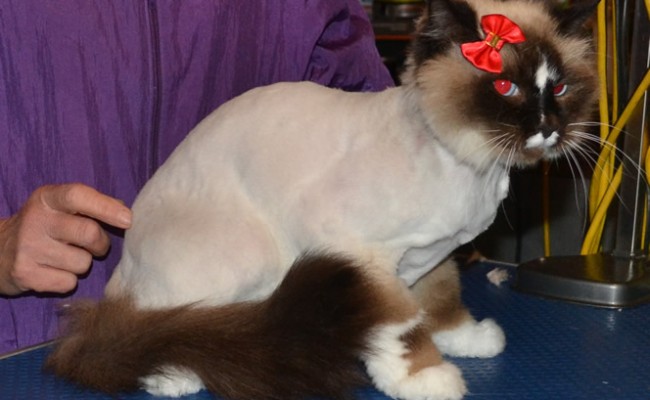 Chloe is a Ragdoll who had her fur shaved, nails clipped and a wash n blow-dry.  Pampered by Kylies Cat Grooming Services Also All Size Dogs.
