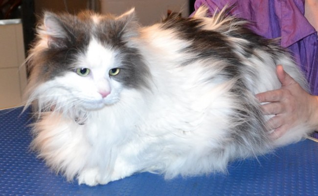 Chester is a Long hair Moggy. He had his matted fur shaved off, nails clipped and a wash n blow-dry.  Pampered by Kylies Cat Grooming Services Also All Size Dogs.