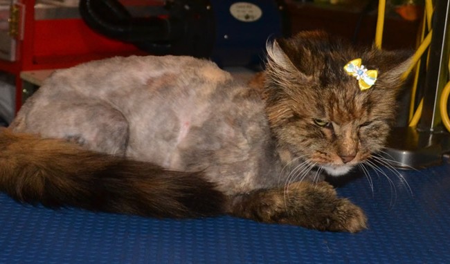 Skye is a 16 yr old Long hair moggy who has a Overactive Thyroid, she had her very bad matted fur clipped off, nails clipped, ears and eyes cleaned and a wash n blow-dry.  Pampered by Kylies Cat Grooming Services Also All Size Dogs.