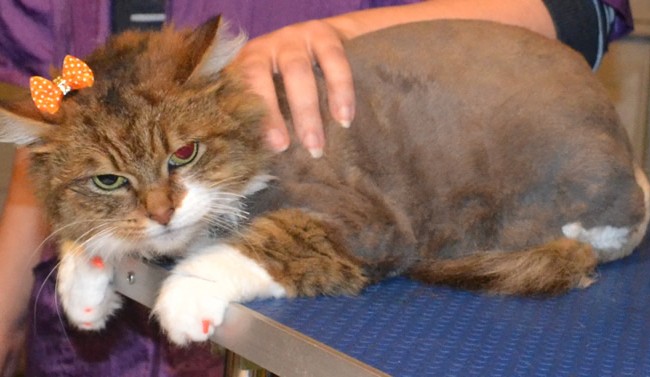 Pollie is a Norweigan x Domestic. She had her matted fur shaved off, nails clipped and front Orange Softpaw nail Caps put on. Pampered by Kylies Cat Grooming Also All Size Dogs.
