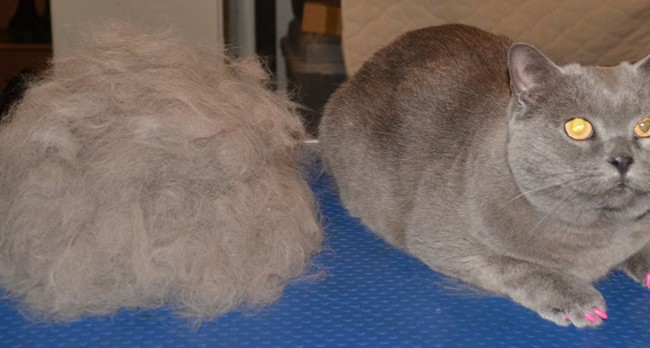 Skye is a British Blue Short hair breed, she had her fur raked, nails clipped, ears cleaned and is wearing a full set of Pink Softpaw nails Caps.  Pampered by Kylies Cat Grooming Services Also All Size Dogs.