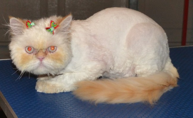 Haddie is a 8 month old kitten, who had a little matting that we shaved off, nails clipped, wash n blowdry, eyes cleaned and is wearing Glitter Pink Softpaw Nail Caps.  Pampered by Kylies Cat Grooming Services Also All Size Dogs.