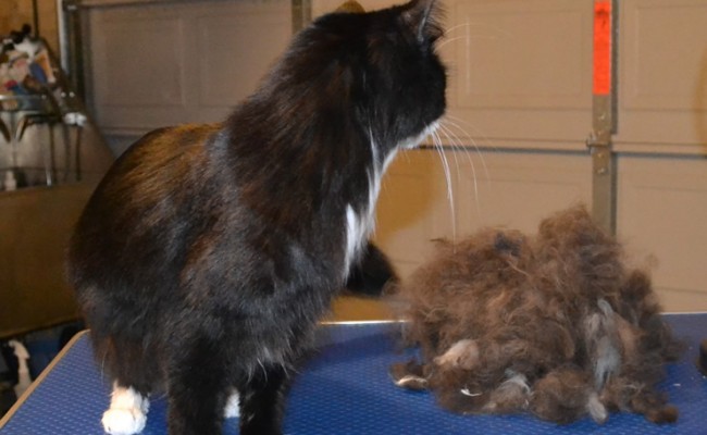 Smeagol is Long Hair Domestic. He had his fur raked, nails clipped, wash n blow dry and Green Softpaw Nail Caps. Pampered by Kylies Cat Grooming Services Also All Size Dogs.