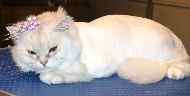 Mia is a Tiffany x Burmilla. She had her fur shaved, nails clipped and ears and eyes cleaned. Pampered by Kylies Cat Grooming Services Also All Size Dogs.