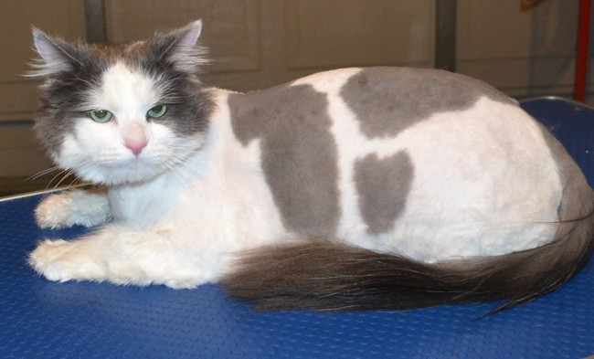Chester is a Long hair Moggy. He had his matted fur shaved off, nails clipped and a wash n blow-dry.  Pampered by Kylies Cat Grooming Services Also All Size Dogs.