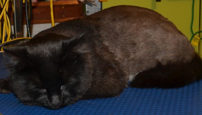 Sporky is a Long hair Domestic who had his fur comb clip, nails clipped, eyes and ears cleaned, 1 month Flea Applicator treatment and a wash n blow-dry.  Pampered by Kylies Cat Grooming services Also All Size Dogs.