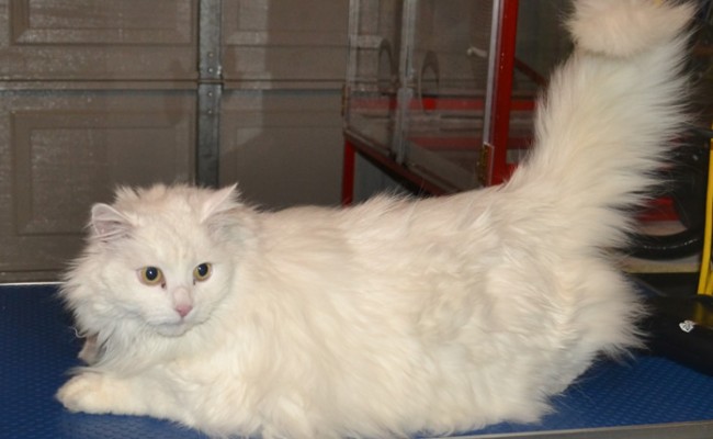 Nilla is a 13 yr old long hair Domestic who had her fur shaved down, nails clipped, eyes and ears cleaned, wash n blow dry and a full set of Pink Glitter Softpaw nail Caps.  Pampered by Kylies cat Grooming services Also All Size Dogs.