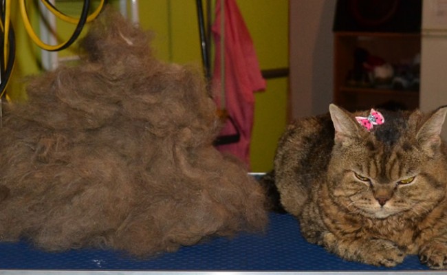 Tullulah is a Selkirk Rex. She had her big fur rake, nails clipped and wash n blow-dry. Look at all that hair i got out. Pampered by Kylies cat grooming services Also All Size Dogs.