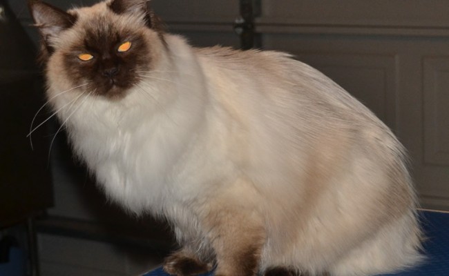 After – Monty is a 10 month old Ragdoll. He had his fur raked, nails clipped, ears and eyes cleaned and a wash n blow-dry.  Pampered by Kylies Cat Grooming Services Also All Size Dogs.