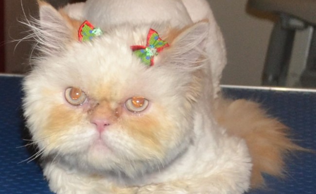 Haddie is a 8 month old kitten, who had a little matting that we shaved off, nails clipped, wash n blowdry, eyes cleaned and is wearing Glitter Pink Softpaw Nail Caps.  Pampered by Kylies Cat Grooming Services Also All Size Dogs.
