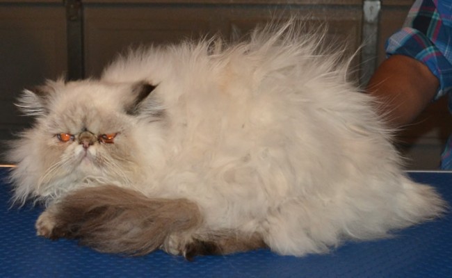Charlotte is a Himalayan x Persian, who had her tummy shaved and Mats taken off underneath, nails clipped, her fur raked, eyes cleaned and a wash n blow dry.  Pampered by Kylies Cat Grooming Services Also All Size Dogs.