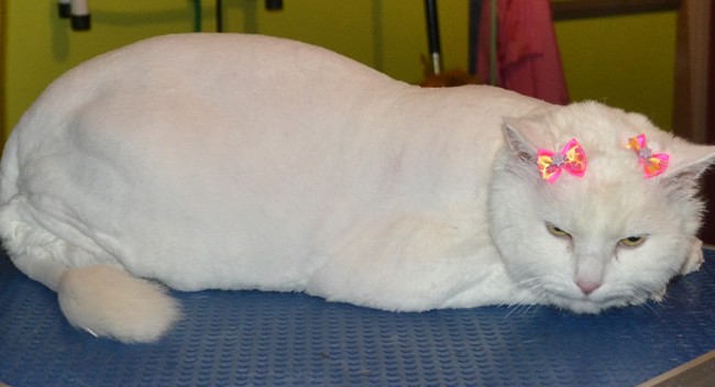 Nilla is a 13 yr old long hair Domestic who had her fur shaved down, nails clipped, eyes and ears cleaned, wash n blow dry and a full set of Pink Glitter Softpaw nail Caps.  Pampered by Kylies cat Grooming services Also All Size Dogs.