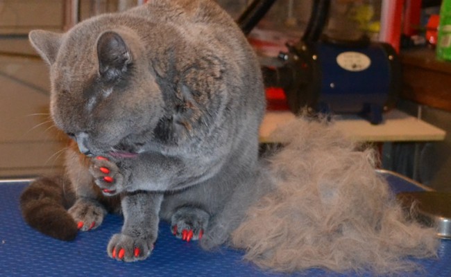 After – Chancho is a 8 month old British Short hair.  He had his fur raked, nails clipped, wash n blow dry and full set of red Softpaw nail Caps.  Pampered by Kylies cat grooming Services Also All Size Dogs