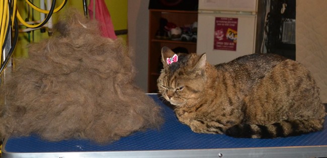 Tullulah is a Selkirk Rex. She had her big fur rake, nails clipped and wash n blow-dry. Look at all that hair i got out. Pampered by Kylies cat grooming services Also All Size Dogs.