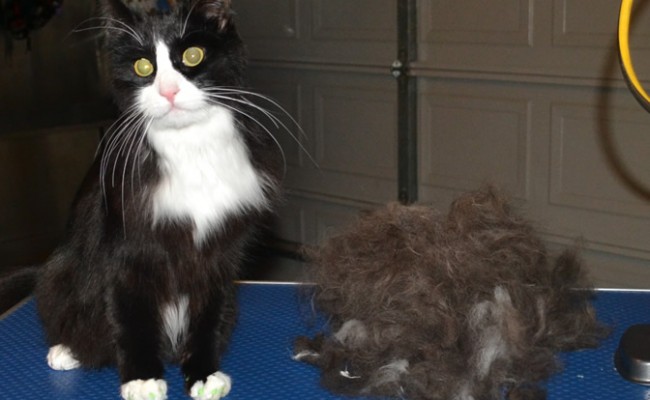 Smeagol is Long Hair Domestic. He had his fur raked, nails clipped, wash n blow dry and Green Softpaw Nail Caps. Pampered by Kylies Cat Grooming Services Also All Size Dogs.